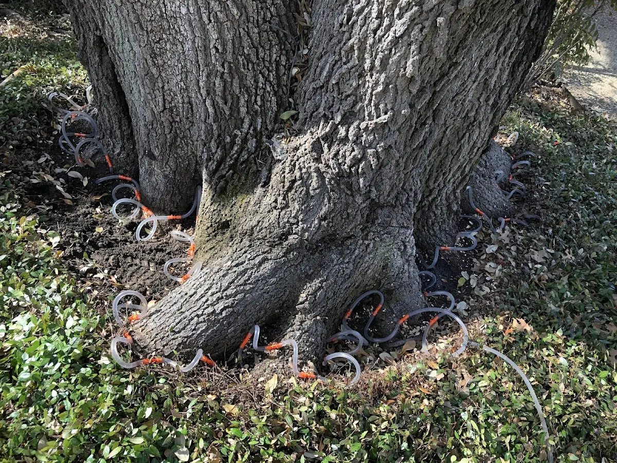 Detailed Shrub and Hedge Trimming job site in Cibolo