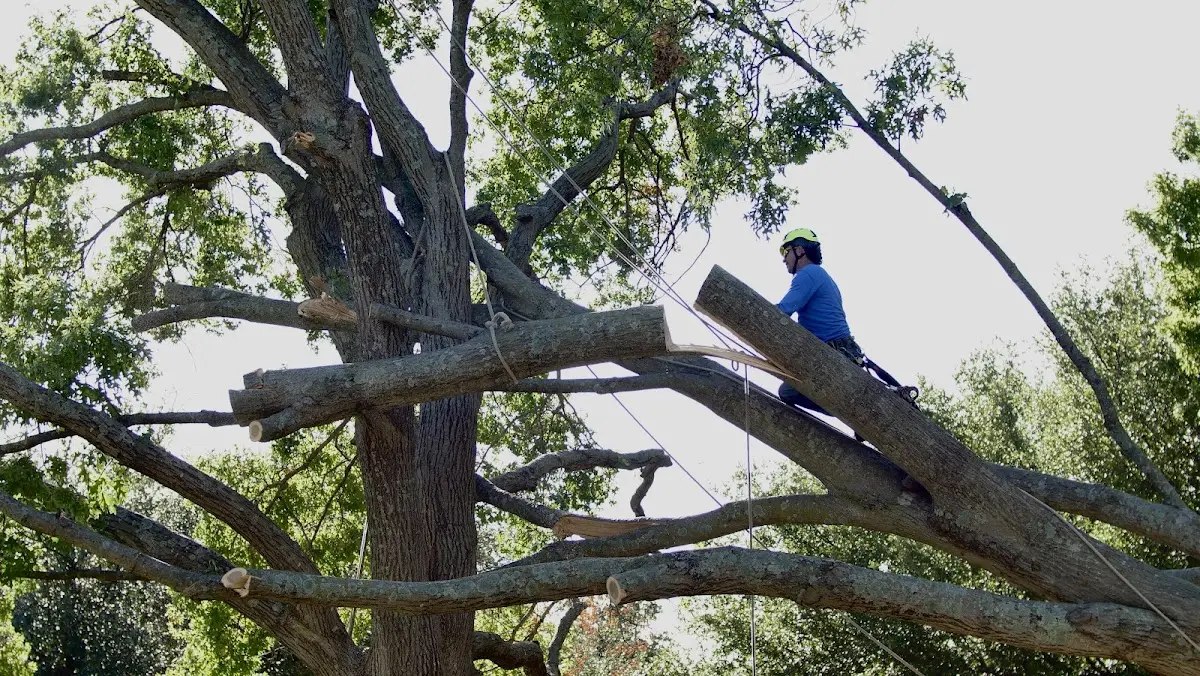 Professional Crown Thinning performed by certified arborists in Cibolo